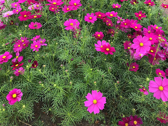 台州花草摆租-绿化苗木